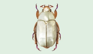 Silver Beetle